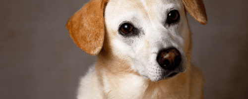 Pet Nutrition: The Key to a Healthy and Happy Companion